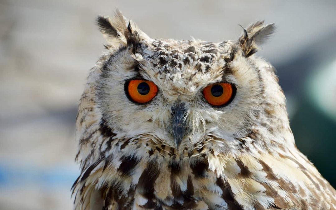 Conférence des oiseaux